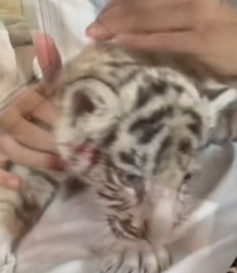 R6712010 Rescatar los tigres blancos (Parte 2)