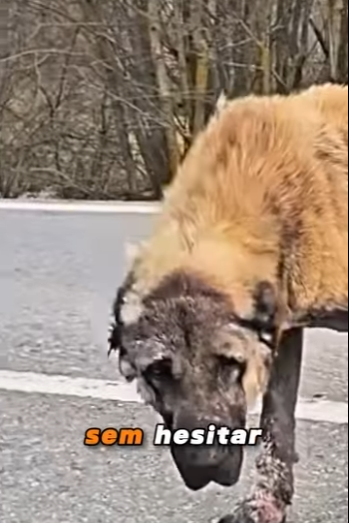 U1467009 cão idoso resgatado na rodovia (Parte 2)