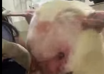 U1467006 Dar voz quem não consegue falar (Parte 2)