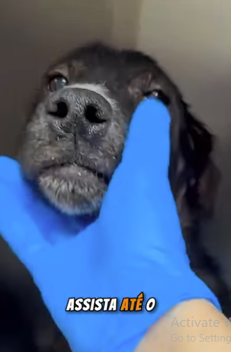 U1467005 cãozinho resgatado por fim adotado (Parte 2)