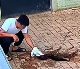 R6712006 Rescate de ciervos (Parte 2)