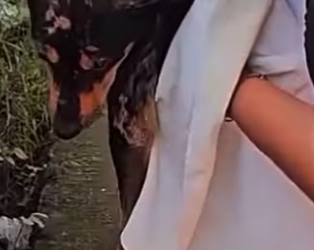 U1467008 cachorro com dificuldade pra andar (Parte 2)