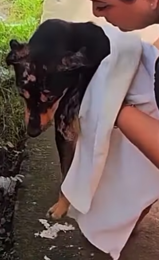 U1467008 cachorro com dificuldade pra andar (Parte 2)