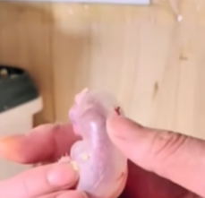 H3067005 Hámster rescatado (Parte 2)