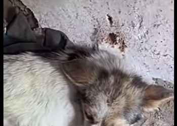 U1467003 cachorrinha cuidava dos seus filhotes dos outros gatinhos (Parte 2)