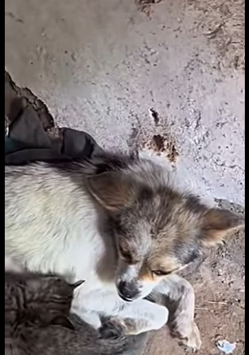 U1467003 cachorrinha cuidava dos seus filhotes dos outros gatinhos (Parte 2)