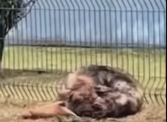 U1467007 Pastor alemão idoso largado na rodovia(Parte 2)