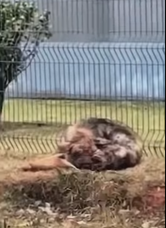 U1467007 Pastor alemão idoso largado na rodovia(Parte 2)