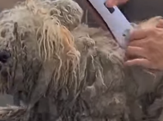 U1467011 pelos sujos compridos pobre cãozinho (Parte 2)