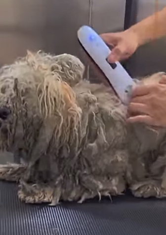 U1467011 pelos sujos compridos pobre cãozinho (Parte 2)