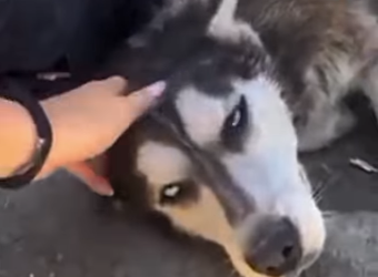 U1467012 Husky siberiano resgatado (Parte 2)