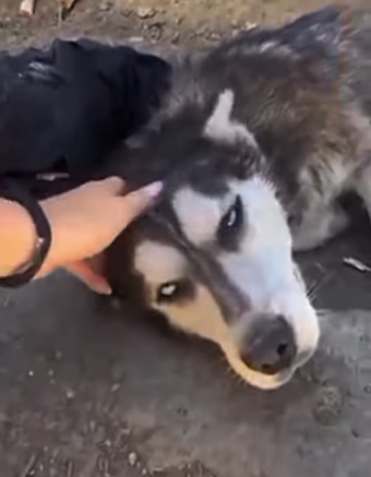 U1467012 Husky siberiano resgatado (Parte 2)