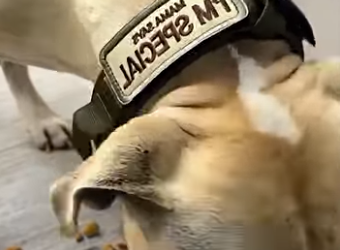 U1467001 cão largado na rodovia mas foi resgatado (Parte 2)