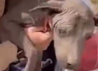 U1467002_pobre cachorrinha seu olhar falou tudo (Parte 2)