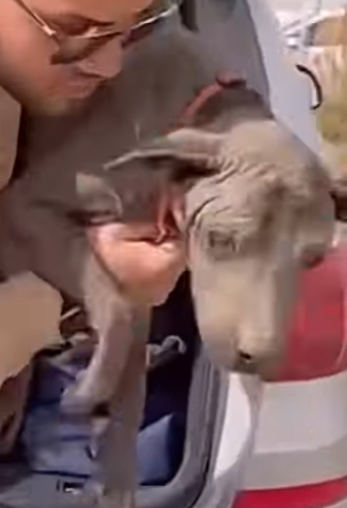 U1467002_pobre cachorrinha seu olhar falou tudo (Parte 2)