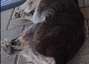 U0810008 Meu cão idoso Bob (Parte 2)