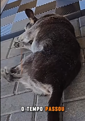 U0810008 Meu cão idoso Bob (Parte 2)