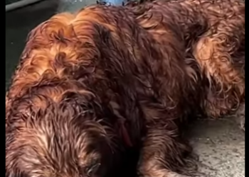 U0810010 pobre cãozinho (Parte 2)