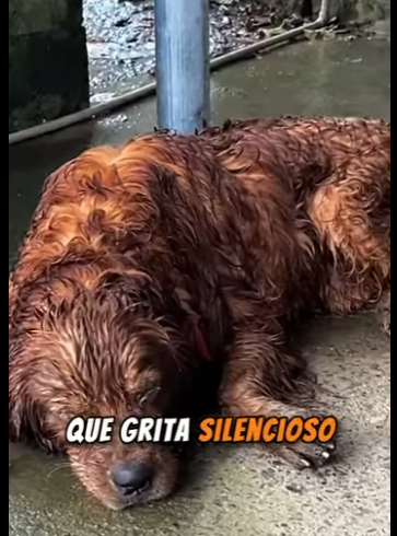 U0810010 pobre cãozinho (Parte 2)