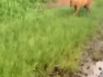 U0810002 pobre cachorrinha com seus filhotes são encontrados na rodovia (Parte 2)