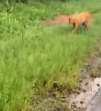 U0810002 pobre cachorrinha com seus filhotes são encontrados na rodovia (Parte 2)