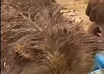 U0810007 cãozinho sofrendo abandonado (Parte 2)