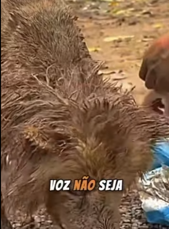 U0810007 cãozinho sofrendo abandonado (Parte 2)