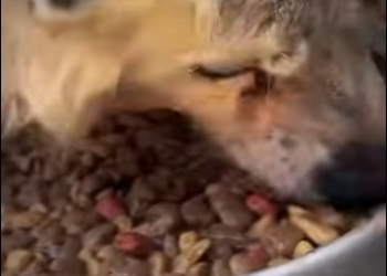 U0810003 Cãozinho cego largado em estacionamento (Parte 2)