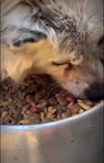 U0810003 Cãozinho cego largado em estacionamento (Parte 2)