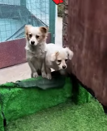 U0810001 cãezinhos resgatados (Parte 2)