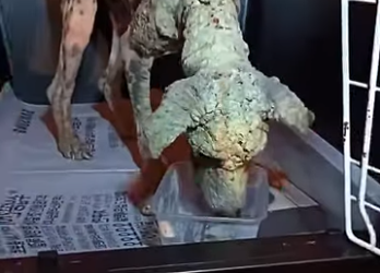 U0810004_Resgate de cãezinhos na escuridão (Parte 2)