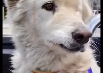 U0810006 Cão encontrado na porta da loja sujo magro (Parte 2)