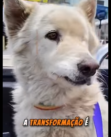 U0810006 Cão encontrado na porta da loja sujo magro (Parte 2)