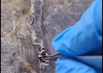 Médico veterinaria enseña eliminar Percebe de (Parte 2)