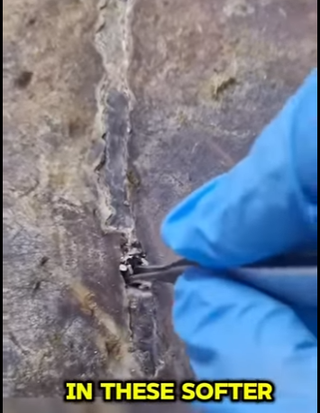 Médico veterinaria enseña eliminar Percebe de (Parte 2)