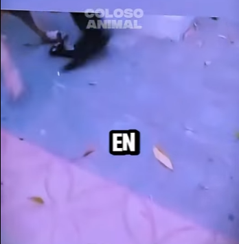 Madre Gata Enfrenta Un Perro Sin Temor Mother Cat Faces Dog (Parte 2)