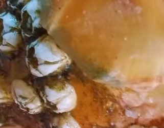 Tortuga Marina quedó bien limpia (Parte 2)