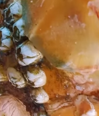 Tortuga Marina quedó bien limpia (Parte 2)