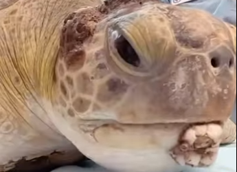 Los PERCEBES no son PARÁSITOS (Parte 2)