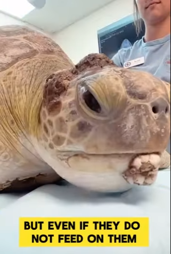 Los PERCEBES no son PARÁSITOS (Parte 2)