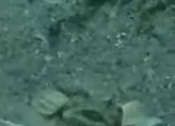 Pez CONSTRUYE su propia CASA part2(Parte 2)