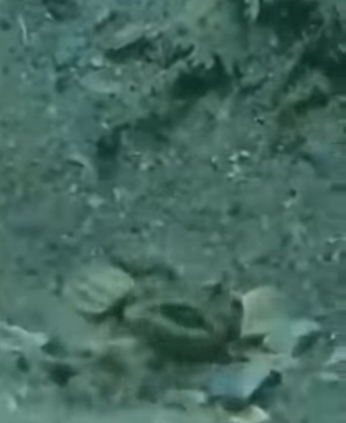 Pez CONSTRUYE su propia CASA part2(Parte 2)