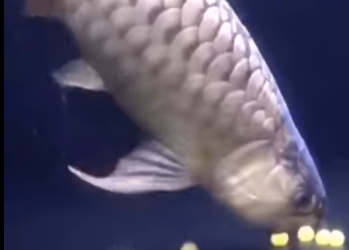 El PEZ AROWANA sus crías Bucales (Parte 2)