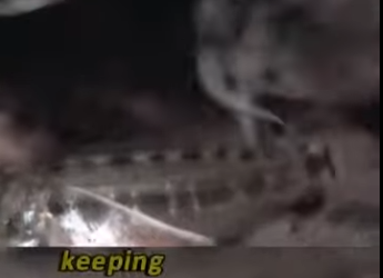 CRIAS Bucales del PEZ GATO (bagre) (Parte 2)