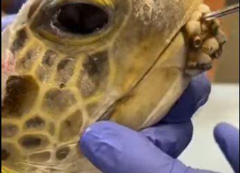 Limpiaza Tortuga Marina (Parte 2)