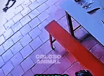 Abuelita Enfrenta Sola Una Serpiente Venenosa Grandmother Faces (Parte 2)