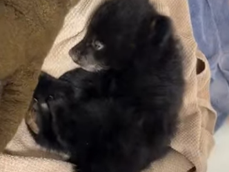 R0812004 rescate de un cachorro de oso negro (Parte 2)