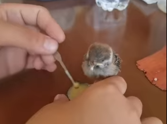 R0812007 Gorriones de rescate (Parte 2)