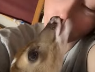 R0812009 Rescate de ciervos (Parte 2)