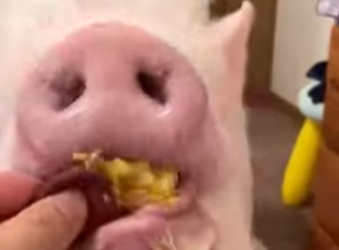 R0812010 Rescatar los lechones (Parte 2)